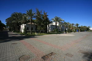 Alicante, day, eye level view, palm, pavement, Spain, sunny, tree, Valenciana