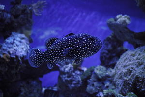 aquarium, artificial lighting, backlit, close-up, fish, fishtank, Monaco, Monte Carlo, Monte-Carlo, museum
