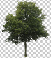 broad-leaf tree, broad-leaved tree, cutout, cutout trees, day, diffuse, diffused light, eye level view, summer