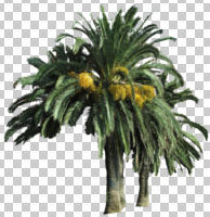 afternoon, bright, Canary island date palm, cutout, cutout plants, day, direct sunlight, evergreen, eye level view, natural light, palm, Phoenix canariensis, summer, sunny, tree