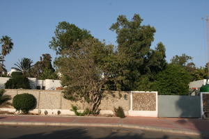 Agadir, autumn, bush, day, dusk, eye level view, Morocco, pavement, street, sunlight, sunny, sunshine, tree, vegetation