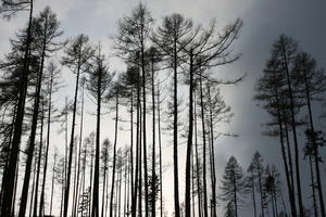 below, dusk, forest, Poprad, Presovsky, silhouette, Slovakia, tree, vegetation