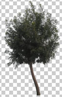 broad-leaf tree, broad-leaved tree, cutout, cutout trees, day, diffuse, diffused light, eye level view, summer