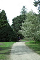 day, England, eye level view, garden, grass, natural light, park, The United Kingdom, tree, Woking