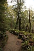 day, diffuse, diffused light, eye level view, fern, natural light, New Zealand, overcast, path, shady, summer, sunny, tree, woodland