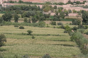 bush, day, direct sunlight, eye level view, grass, greenery, grove, landscape, Morocco, natural light, nature, Ouarzazate, outdoors, sunlight, sunny, sunshine, tree
