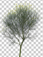 cutout, cutout trees, day, deciduous, diffuse, diffused light, eye level view, flowering, summer