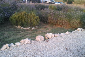 bush, Croatia, diffuse, diffused light, eye level view, flowered bush, lavander, summer, sunset, Zadar, Zadarska
