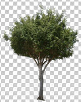 broad-leaf tree, broad-leaved tree, cutout, cutout plants, cutout trees, day, eye level view, outdoor lighting, spring, sunny, tree