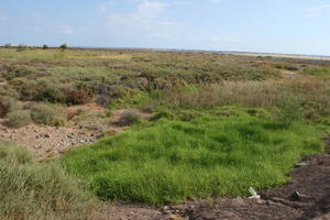 Canarias, day, eye level view, grass, grassland, Las Palmas, natural light, shrubbery, Spain, summer