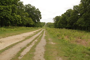 day, diffuse, diffused light, England, eye level view, London, natural light, park, road, spring, The United Kingdom, treeline