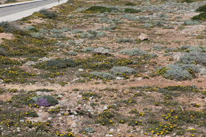 close-up, day, eye level view, Faro, Faro, flower, flower field, greenery, ground, open space, path, Portugal, rockery, rocks, seascape, shrub, summer, sunlight, sunny, vegetation, waterfront