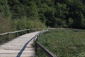 bridge, Croatia, day, eye level view, forest, Karlovacka, reed, sunny, tree, vegetation