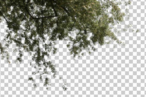 below, bough, branch, broad-leaf tree, broad-leaved tree, cutout, cutout plants, cutout trees, day, deciduous, direct sunlight, morning, natural light, spring, sunny, tree, twig