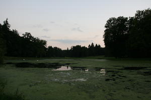 dusk, eye level view, Poland, pond, vegetation, Wielkopolskie