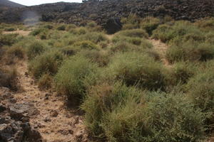 Canarias, day, eye level view, Las Palmas, shrubbery, shrubland, Spain, summer, sunny