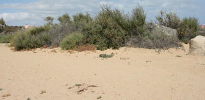 Canarias, day, direct sunlight, dunes, eye level view, Las Palmas, shrub, Spain, spring, sunny