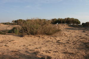 autumn, bush, day, desert, direct sunlight, Essaouira, eye level view, Morocco, natural light, sunlight, sunny, sunshine, vegetation