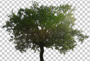 afternoon, broad-leaf tree, broad-leaved tree, cutout, cutout plants, cutout trees, day, deciduous, direct sunlight, eye level view, natural light, spring, sun glare, sunny, tree