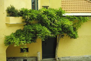 building, Cervo, day, elevated, facade, greenery, hanging, house, Italia , Liguria, overcast, tree