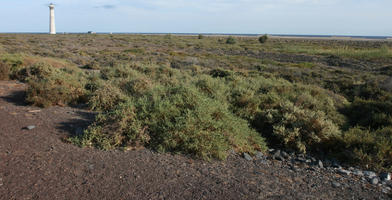 Canarias, day, eye level view, Las Palmas, shrubbery, shrubland, Spain, summer, sunny