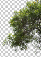 afternoon, below, bough, branch, cutout, cutout plants, cutout trees, day, deciduous, direct sunlight, flowering, natural light, spring, sunny, tree