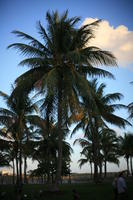 dusk, eye level view, Florida, Miami, palm, park, The United States, tree, vegetation, winter