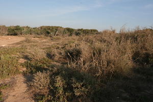 autumn, bush, day, desert, direct sunlight, Essaouira, eye level view, Morocco, natural light, sunlight, sunny, sunshine, vegetation