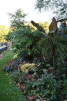 afternoon, autumn, bush, day, England, evergreen, eye level view, flower, London, palm, park, shady, shrub, sunny, The United Kingdom