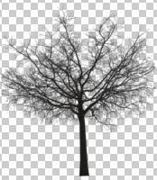 cutout, cutout plants, cutout trees, day, deciduous, eye level view, natural light, outdoor lighting, tree, winter
