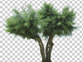 cutout, cutout trees, day, diffuse, diffused light, eye level view, summer