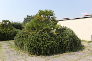 Campania, day, dwarf date palm, eye level view, garden, Italia , Napoli, plant, potted plant, summer, terrace