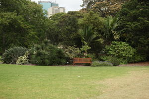 Australia, bench, day, eye level view, grass, natural light, New South Wales, palm, park, summer, Sydney, tree, vegetation