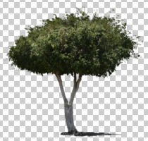 broad-leaf tree, broad-leaved tree, cutout, cutout trees, day, eye level view, summer, sunny