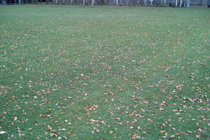day, England, eye level view, grass, leaves, London, natural light, The United Kingdom, winter