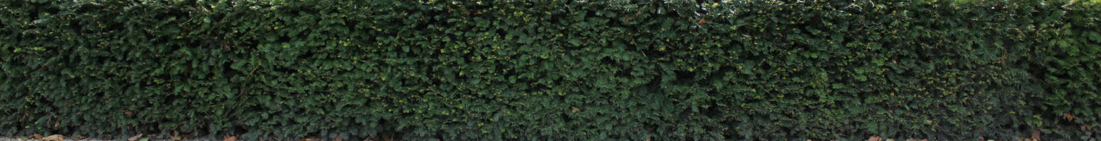 greenery, hedge, texture