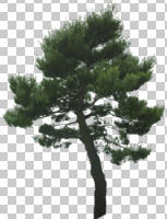 coniferous, cutout, cutout trees, day, evergreen, eye level view, natural light, pine, summer, tree
