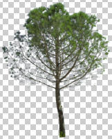 coniferous, cutout, cutout trees, day, diffuse, diffused light, evergreen, eye level view, summer