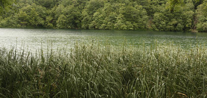 Croatia, day, diffuse, diffused light, eye level view, Karlovacka, lake, natural light, reed, summer, woodland