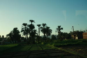 dusk, East Timor, Egypt, Egypt, eye level view, field, palm, vegetation