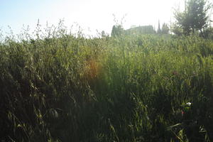 afternoon, day, eye level view, grass, Italia , lowered, Siena, spring, sun glare, sunny, Toscana