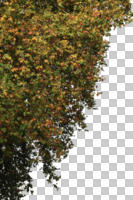 autumn, below, broad-leaf tree, broad-leaved tree, cutout, cutout plants, cutout trees, day, deciduous, dusk, tree