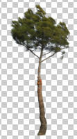 coniferous, cutout, cutout trees, day, diffuse, diffused light, evergreen, eye level view, pine, spring