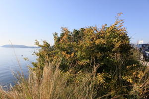autumn, bright, bush, Croatia, day, Dubrovacko-Neretvanska, Dubrovnik, eye level view, natural light, shrubland, sunny