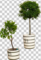 afternoon, ambient light, broad-leaf tree, broad-leaved tree, Citrus, cutout, cutout plants, cutout trees, day, diffuse, diffused light, evergreen, eye level view, potted plant, summer, young