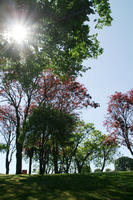 below, broad-leaf tree, broad-leaved tree, day, eye level view, park, Porto, Porto, Portugal, spring, sunny