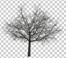 afternoon, ambient light, broad-leaf tree, cutout, cutout plants, cutout trees, day, deciduous, diffuse, diffused light, eye level view, tree, winter, young