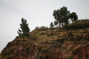 below, cliff, day, eye level view, natural light, Peru, Puno, spring, tree
