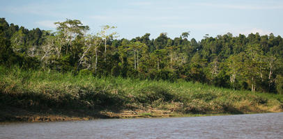 bright, Brunei, day, eye level view, forest, river, summer, sunny, tropical