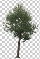 ambient light, autumn, broad-leaf tree, cutout, cutout plants, cutout trees, day, deciduous, eye level view, tree